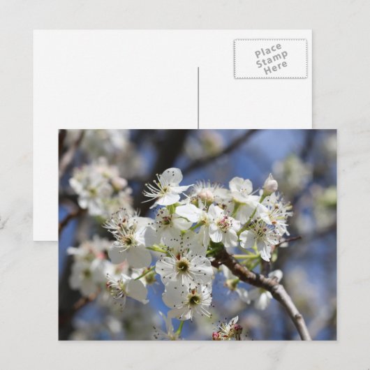 BRADFORD PEAR BLOSSOMS BRIEFKAART (Voorkant / Achterkant)