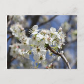 BRADFORD PEAR BLOSSOMS BRIEFKAART (Voorkant)