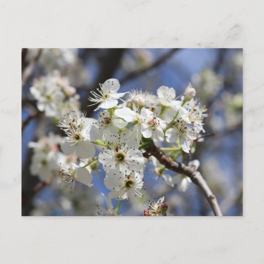 BRADFORD PEAR BLOSSOMS BRIEFKAART (Voorkant)