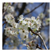BRADFORD PEAR BLOSSOMS PERFECT POSTER (Voorkant)