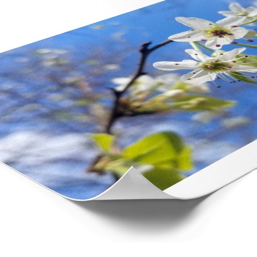 Bradford Pear Poster (Hoek)