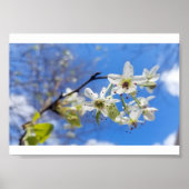 Bradford Pear Poster (Voorkant)