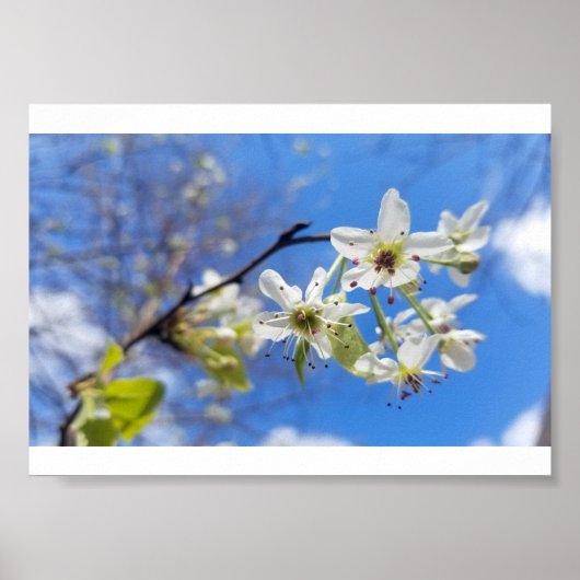 Bradford Pear Poster (Voorkant)