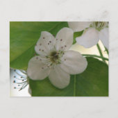 Bradford Pear Tree Bloom Briefkaart (Voorkant)