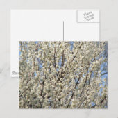 Bradford Pear Tree Blooms Briefkaart (Voorkant / Achterkant)