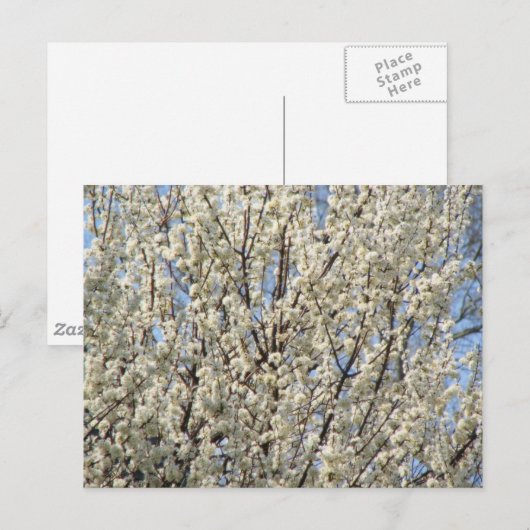 Bradford Pear Tree Blooms Briefkaart (Voorkant / Achterkant)