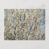 Bradford Pear Tree Blooms Briefkaart (Voorkant)