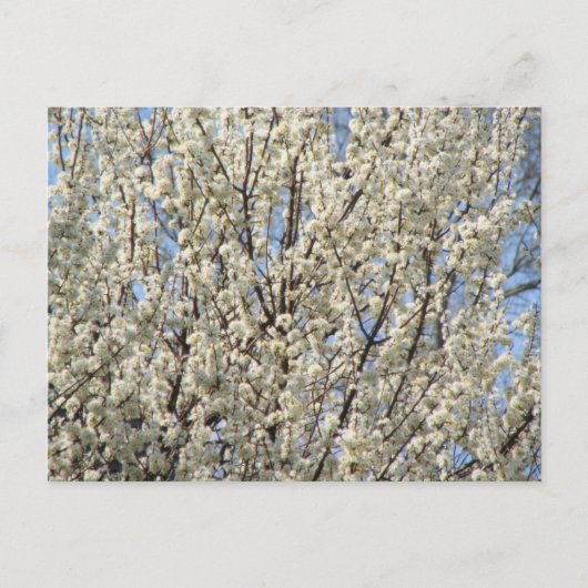 Bradford Pear Tree Blooms Briefkaart (Voorkant)