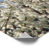 Bradford Pear Tree Blooms Poster (Hoek)