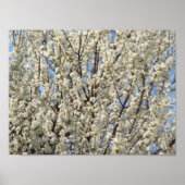Bradford Pear Tree Blooms Poster (Voorkant)