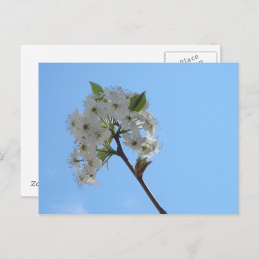 Bradford Pear Tree Briefkaart (Voorkant / Achterkant)