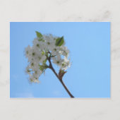 Bradford Pear Tree Briefkaart (Voorkant)