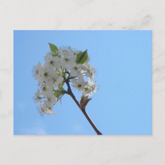 Bradford Pear Tree Briefkaart (Voorkant)