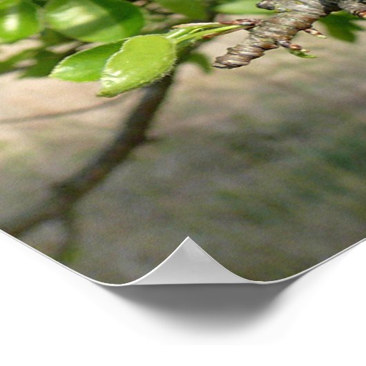 Bradford Pear tree - Poster (Hoek)