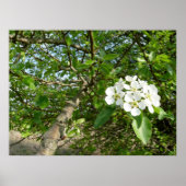 Bradford Pear tree - Poster (Voorkant)