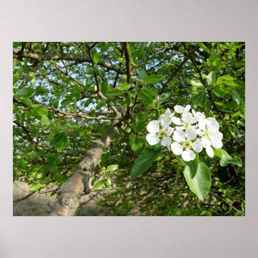 Bradford Pear tree - Poster (Voorkant)