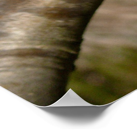 Bradford Pear tree - Poster (Hoek)