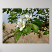 Bradford Pear tree - Poster (Voorkant)