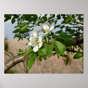 Bradford Pear tree - Poster