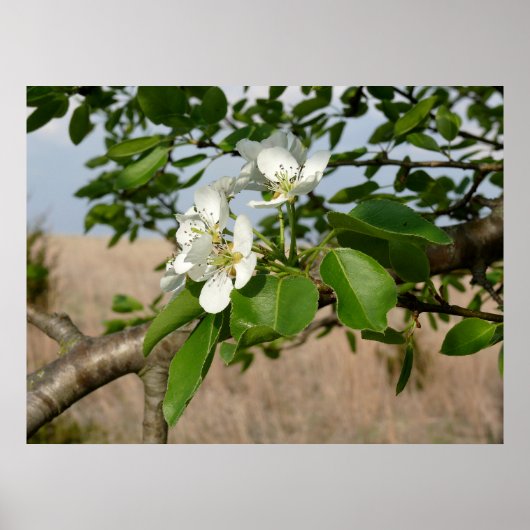 Bradford Pear tree - Poster (Voorkant)