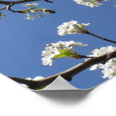 Bradford Pear Tree - Poster (Hoek)