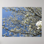 Bradford Pear Tree - Poster (Voorkant)