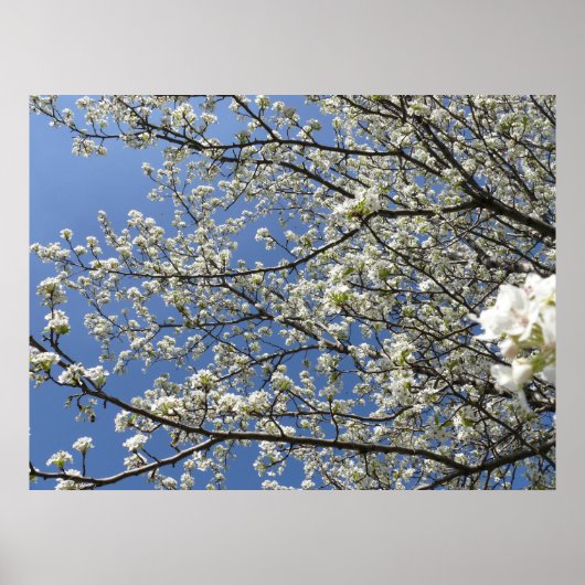 Bradford Pear Tree - Poster (Voorkant)