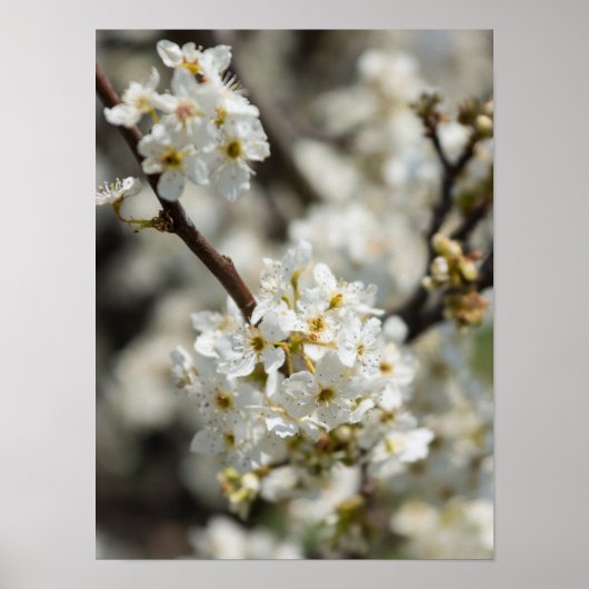 Bradford Select Focus Poster (Voorkant)