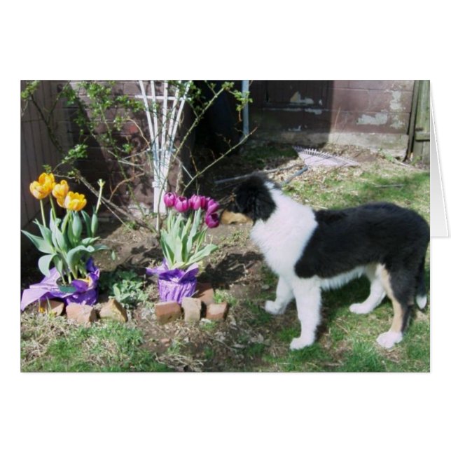 Braedyn ruikt de bloemen (Voorkant Horizontaal)