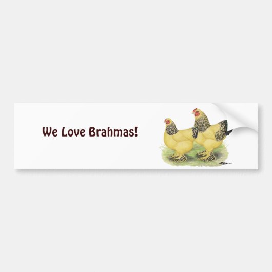 Brahma Buff Pair Bumpersticker (Voorkant)
