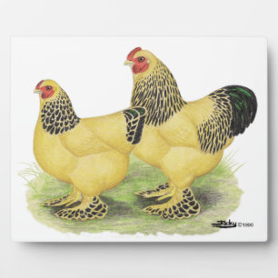 Brahma Buff Pair Fotoplaat