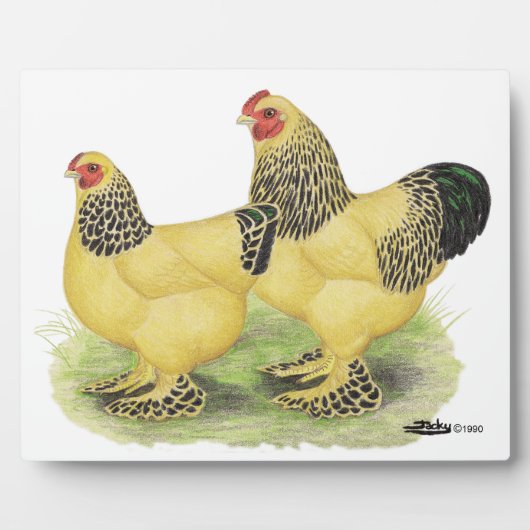 Brahma Buff Pair Fotoplaat (Voorkant)