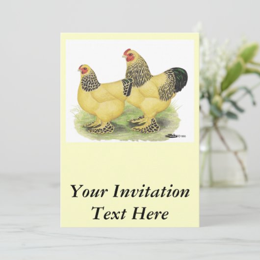 Brahma Buff Pair Kaart (Staand voorkant)