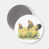 Brahma Buff Pair Magneet (Voorkant / Achterkant)