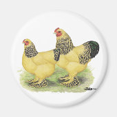 Brahma Buff Pair Magneet (Voorkant)