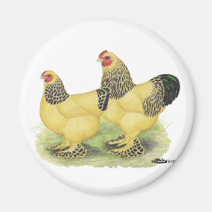 Brahma Buff Pair Magneet