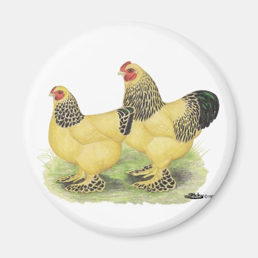 Brahma Buff Pair Magneet (Voorkant)