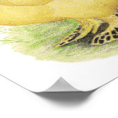 Brahma Buff Pair Poster (Hoek)