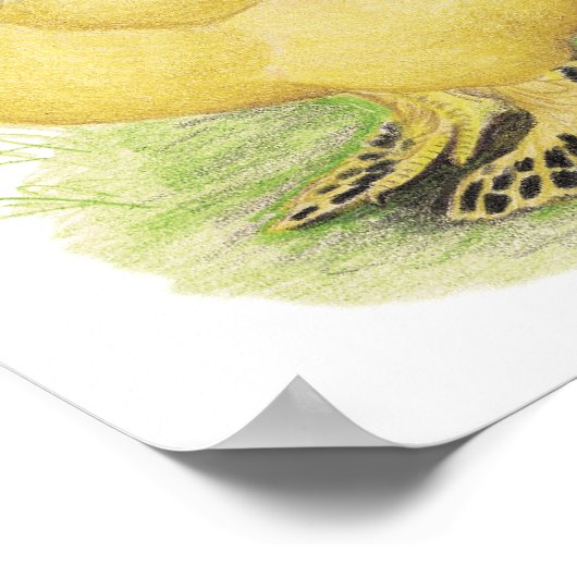 Brahma Buff Pair Poster (Hoek)