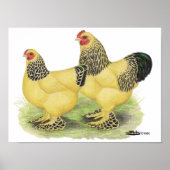 Brahma Buff Pair Poster (Voorkant)