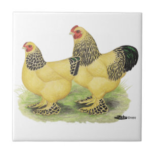 Brahma Buff Pair Tegeltje
