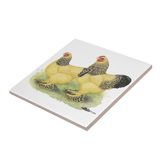 Brahma Buff Pair Tegeltje (Zijkant)