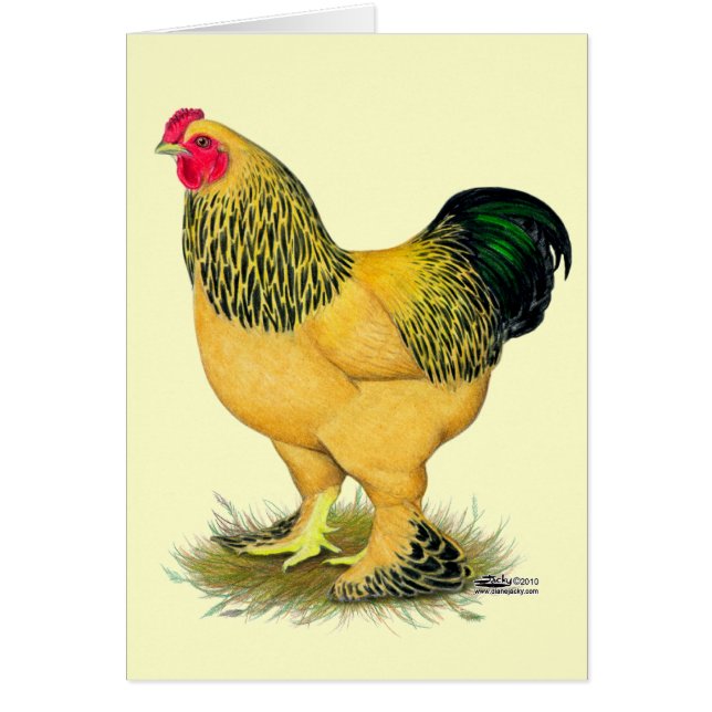 Brahma:  Buff Rooster (Voorkant)