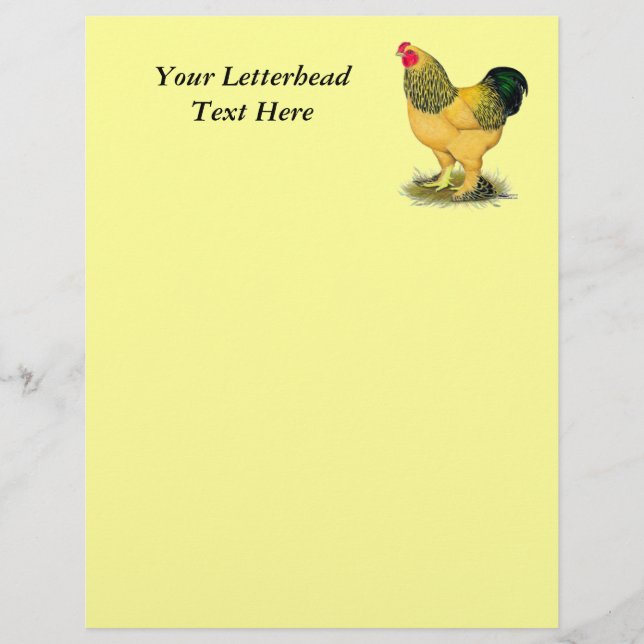 Brahma: Buff Rooster (Voorkant)