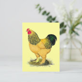 Brahma:  Buff Rooster Briefkaart (Staand voorkant)