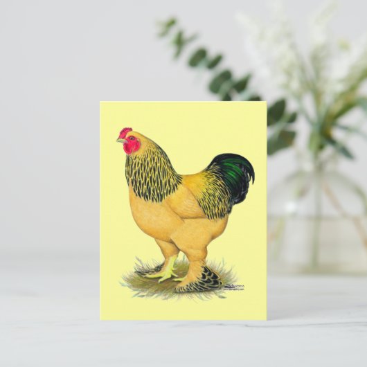 Brahma: Buff Rooster Briefkaart (Staand voorkant)