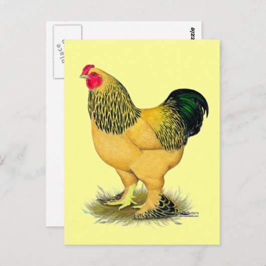 Brahma: Buff Rooster Briefkaart (Voorkant / Achterkant)