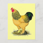 Brahma: Buff Rooster Briefkaart (Voorkant)