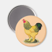 Brahma: Buff Rooster Magneet (Voorkant / Achterkant)