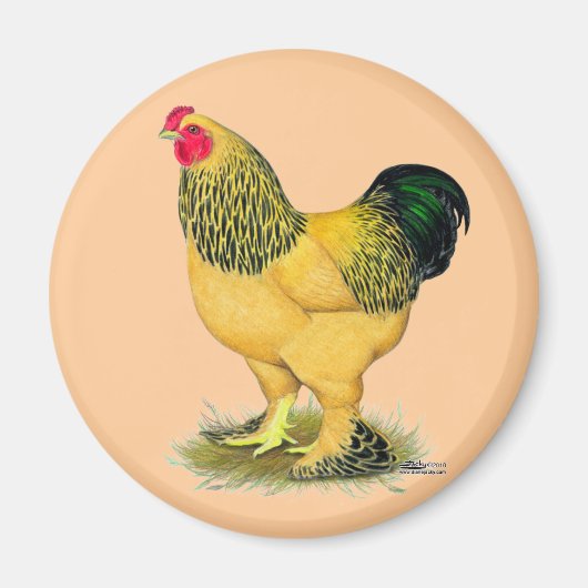 Brahma: Buff Rooster Magneet (Voorkant)